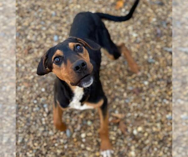 Medium Photo #10 Mutt Puppy For Sale in Yardley, PA, USA