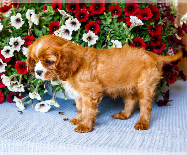 Medium Photo #11 Cavalier King Charles Spaniel Puppy For Sale in WAKARUSA, IN, USA