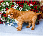 Small #10 Cavalier King Charles Spaniel