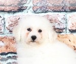 Small Photo #2 Bichon Frise Puppy For Sale in BEL AIR, MD, USA