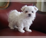 Small Photo #1 Maltese Puppy For Sale in MARIETTA, GA, USA