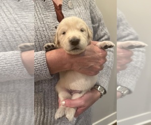 Golden Retriever Puppy for sale in CLARKSVILLE, TN, USA