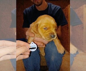 Golden Retriever Puppy for sale in FORT VALLEY, GA, USA