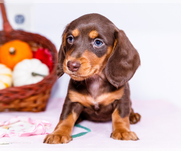 Medium Photo #1 Dachshund Puppy For Sale in WAKARUSA, IN, USA
