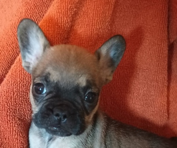 Medium Photo #15 French Bulldog Puppy For Sale in DENVER, CO, USA