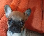 Small Photo #15 French Bulldog Puppy For Sale in DENVER, CO, USA