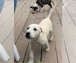 Small #2 Mutt