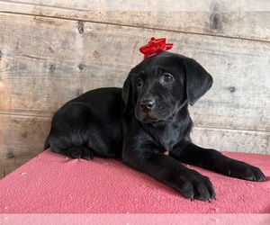 Labrador Retriever Puppy for sale in VERMONTVILLE, MI, USA