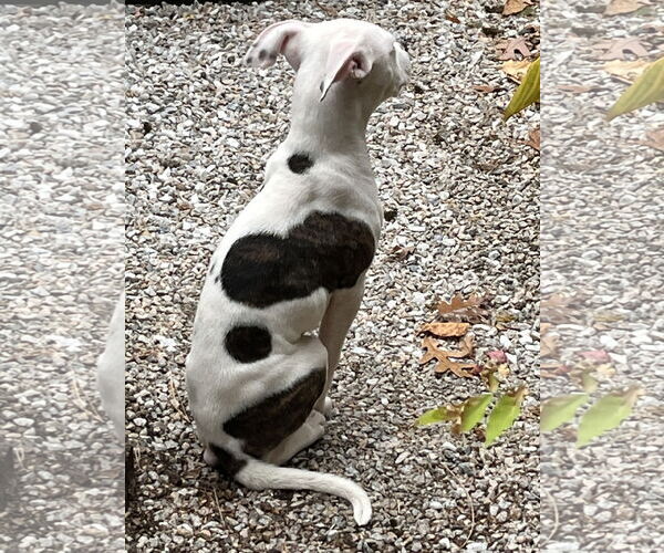 Medium Photo #5 American Pit Bull Terrier-Unknown Mix Puppy For Sale in Wakefield, RI, USA