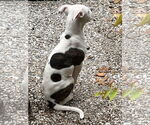 Small #4 American Pit Bull Terrier Mix