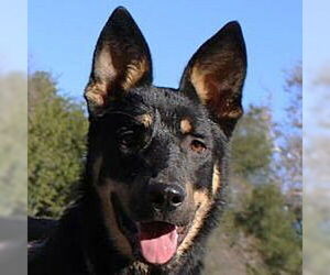 German Shepherd Dog Dogs for adoption in Cupertino, CA, USA