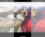 Small Photo #12 Basset Hound Puppy For Sale in ORLAND, CA, USA