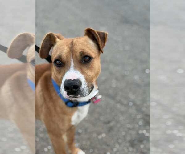 Medium Photo #10 Boxer-Unknown Mix Puppy For Sale in Turlock, CA, USA