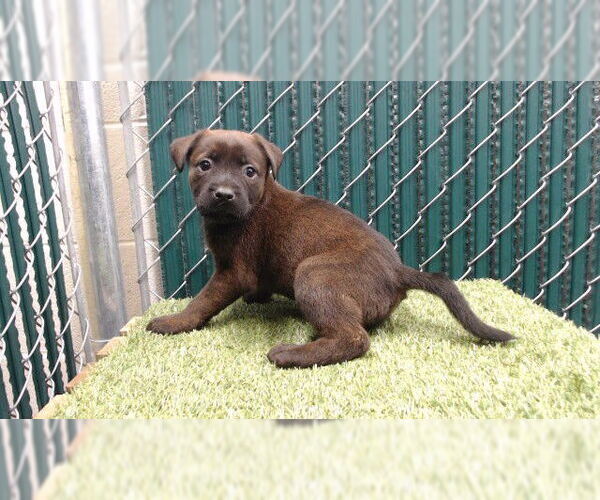 Medium Photo #1 Rottweiler-Unknown Mix Puppy For Sale in Downey, CA, USA