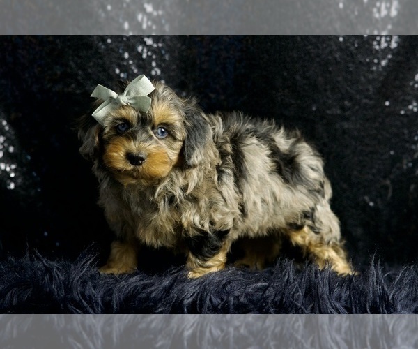 Medium Photo #58 Morkie Puppy For Sale in WARSAW, IN, USA