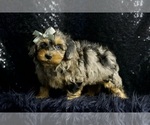 Small Photo #58 Morkie Puppy For Sale in WARSAW, IN, USA
