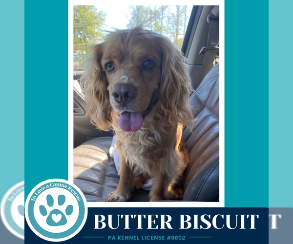 Medium Photo #4 Cocker Spaniel Puppy For Sale in Kimberton, PA, USA