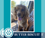 Small #3 Cocker Spaniel