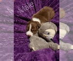Small Photo #3 Border Collie Puppy For Sale in CHINO VALLEY, AZ, USA