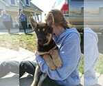 Small Photo #17 German Shepherd Dog Puppy For Sale in BEDFORD, IN, USA