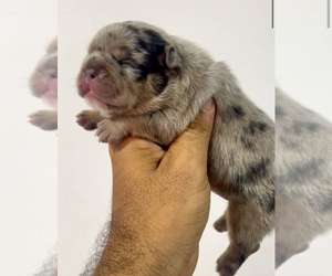 French Bulldog Puppy for sale in TULSA, OK, USA