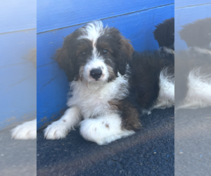 Aussiedoodle Miniature  Puppy for sale in PHILADELPHIA, PA, USA