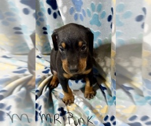 Medium Doberman Pinscher
