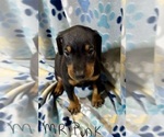 Puppy 7 Doberman Pinscher