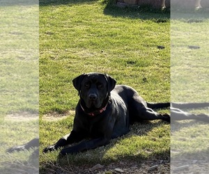 Father of the Labrador Retriever puppies born on 10/09/2025