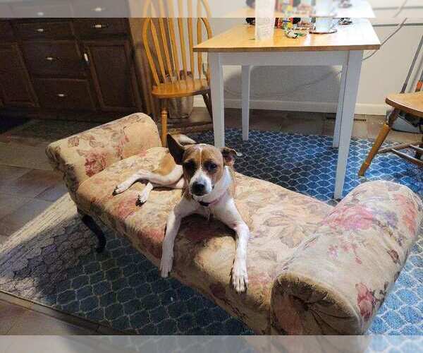 Medium Photo #2 Jack Chi Puppy For Sale in Montello, WI, USA