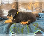 Small Photo #7 Rottweiler Puppy For Sale in LAFAYETTE, IN, USA
