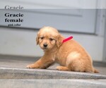 Small #7 Golden Retriever