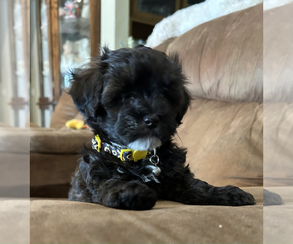 Medium Photo #1 Maltipoo (Miniature) Puppy For Sale in SANGER, CA, USA