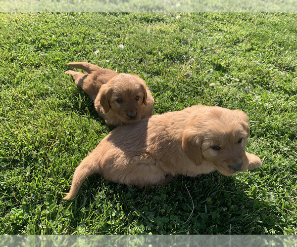 Medium Photo #11 Golden Retriever Puppy For Sale in CLEVER, MO, USA