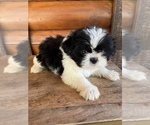Small Photo #7 Shiranian Puppy For Sale in SAINT AUGUSTINE, FL, USA
