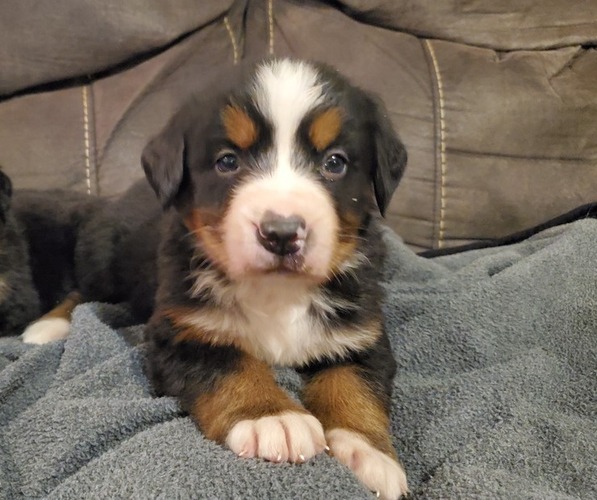 Medium Photo #3 Bernese Mountain Dog Puppy For Sale in LEETONIA, OH, USA