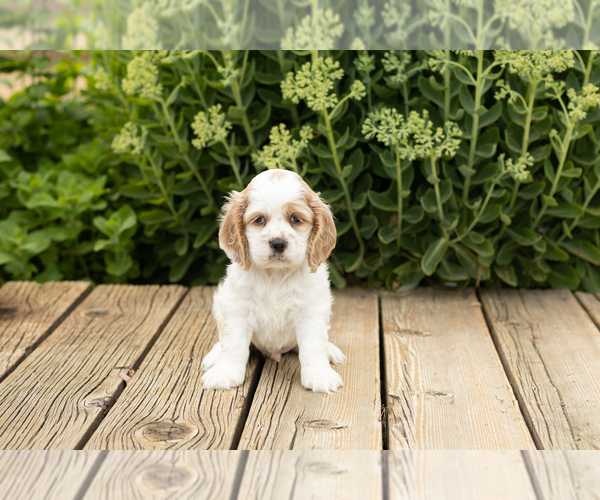 Medium Photo #14 Cocker Spaniel Puppy For Sale in NAPPANEE, IN, USA