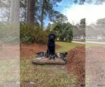 Small #35 Labrador Retriever
