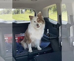 Shep - Male Australian Shepherd Dog for Adoption - Photo #5