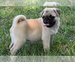 Small Photo #9 Pug Puppy For Sale in HARTLY, DE, USA