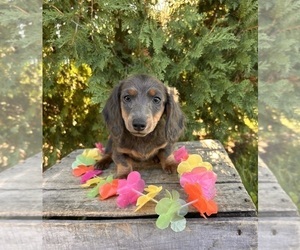 Dachshund Puppy for sale in MIDDLEBURY, IN, USA