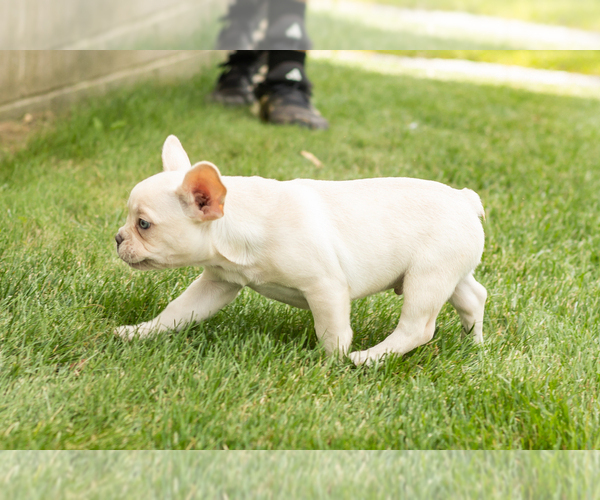 Medium Photo #4 French Bulldog Puppy For Sale in NAPPANEE, IN, USA