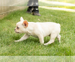 Small #3 French Bulldog
