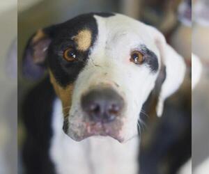 American Staffordshire Terrier-Unknown Mix Dogs for adoption in San Antonio, TX, USA