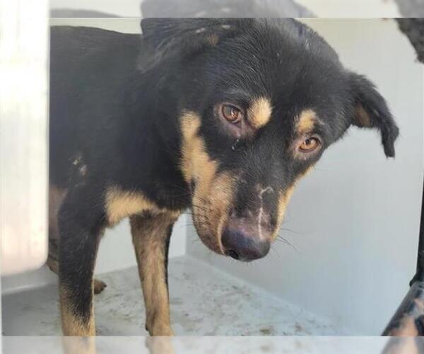 Medium Photo #1 Border Collie-Rottweiler Mix Puppy For Sale in Houston, TX, USA
