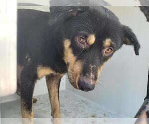 Border Collie-Rottweiler Mix Dogs for adoption in Houston, TX, USA