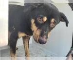 Small Border Collie-Rottweiler Mix