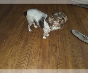 Mother of the Yorkshire Terrier puppies born on 07/03/2026