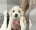 Puppy Patti Schnocker
