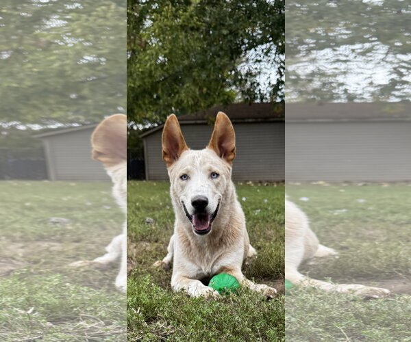 Medium Photo #2 Mutt Puppy For Sale in Kankakee, IL, USA
